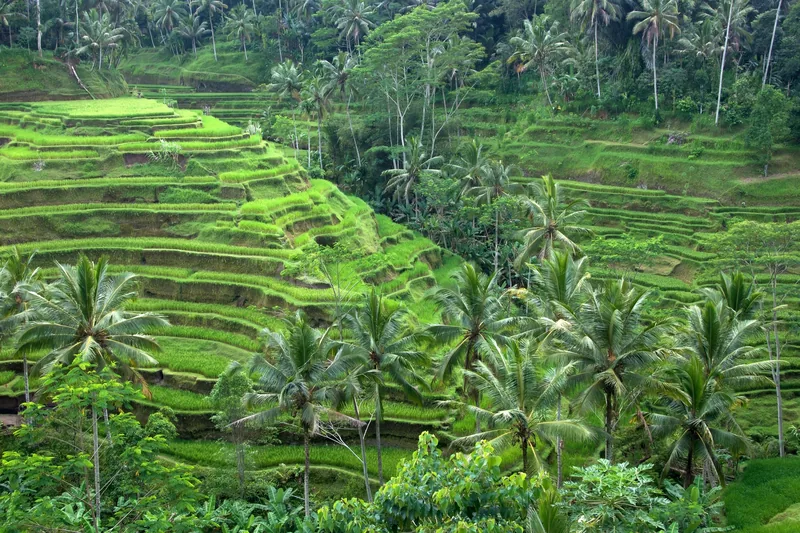 Lush green rice terraces cascade down a hillside surrounded by palm trees near Ubud, Bali.