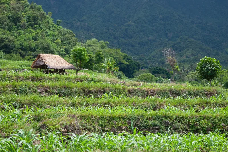 A thatched-roof hut sits among green terraced fields with forested mountains behind, East Bali.