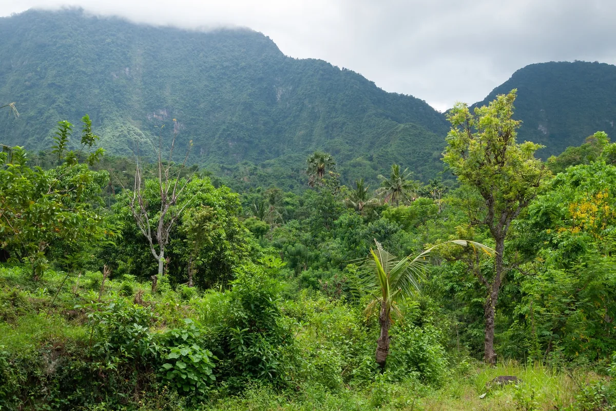 Lush tropical forest with palm trees covers steep misty mountains in East Bali, Indonesia.