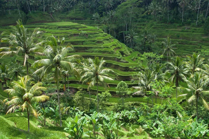 Green rice terraces curve down a hillside surrounded by palm trees in Bali