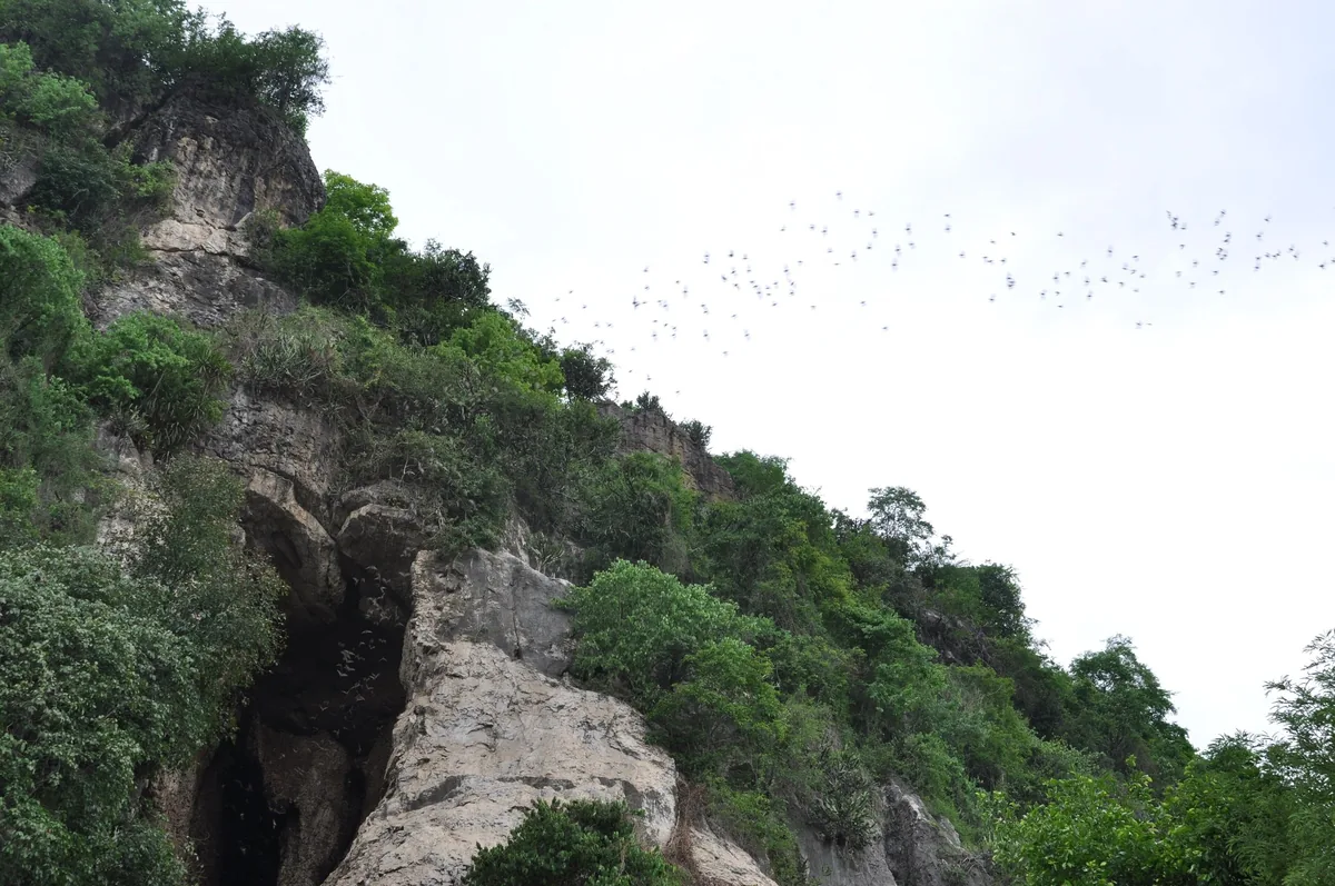 A flock of bats streams out over a limestone cave mouth on a jungle-covered cliff near Battambang.