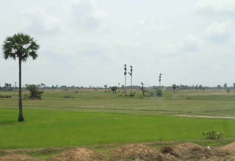 Sugar palm trees dot a flat green rice field under a wide sky near Battambang, Cambodia.