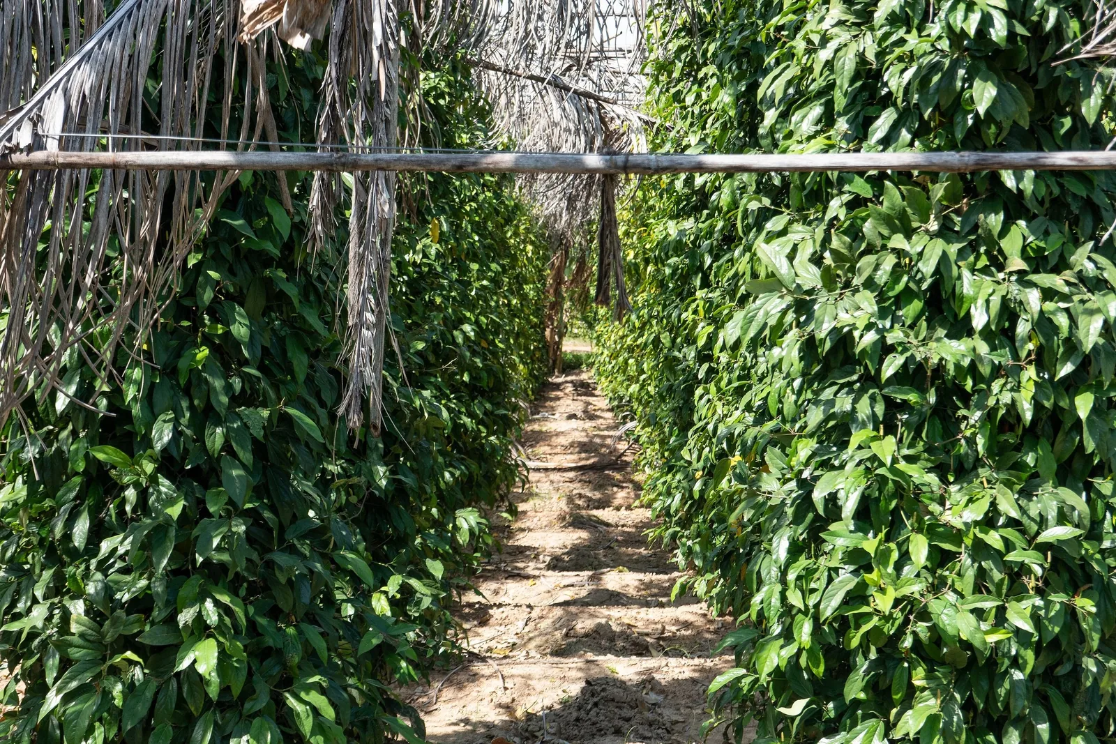 A dirt path runs between tall rows of pepper vines on a farm in Kampot province.