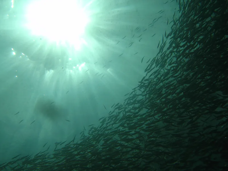 A dense school of sardines swirls underwater with sunlight streaming through the sea in Cebu, Philippines.