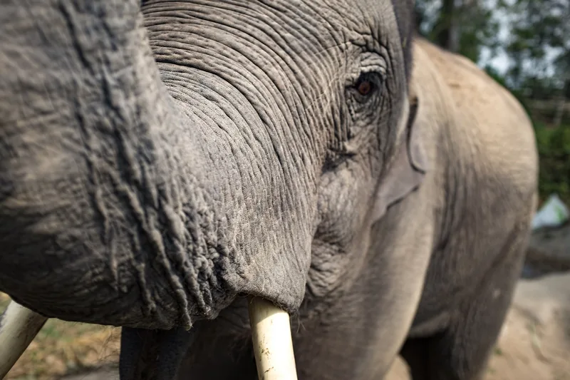 Close-up of an elephant's textured trunk, eye, and tusk near Chiang Mai, Thailand.