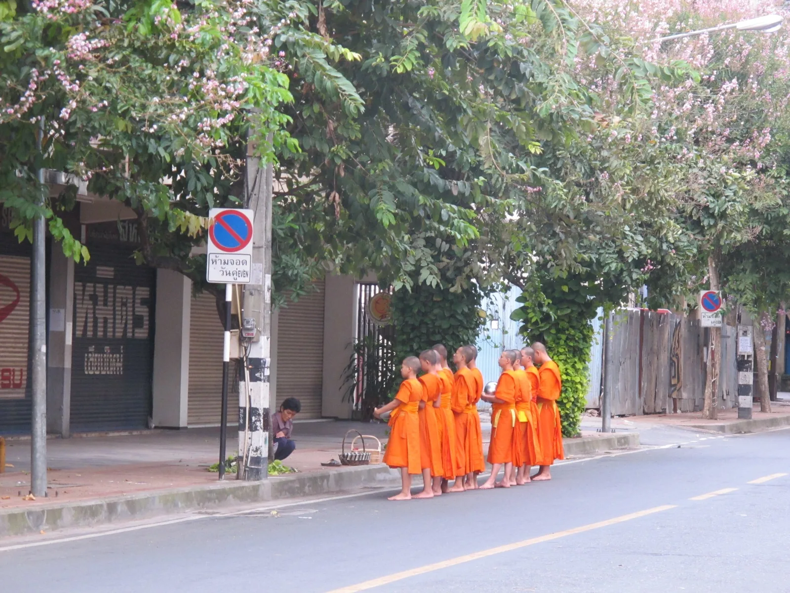 A line of Buddhist monks in orange robes walk barefoot along a quiet street in Chiang Mai under blossoming trees.