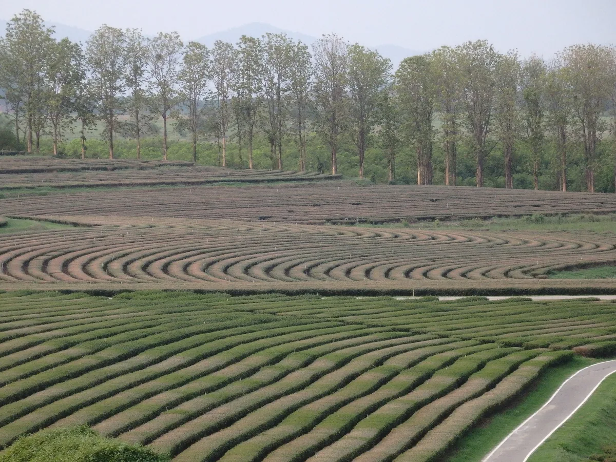Curving rows of tea bushes ripple across a plantation lined with tall trees near Chiang Rai.