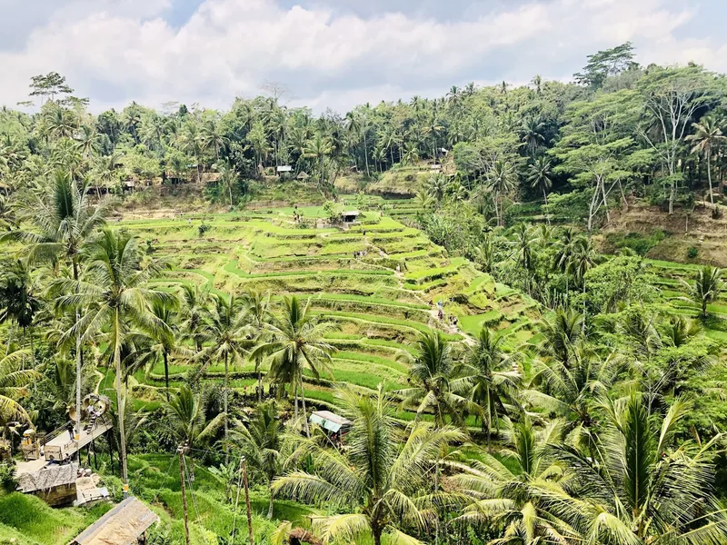 Terraced rice fields cascade down a lush green hillside surrounded by palm trees near Tegallalang, Bali.