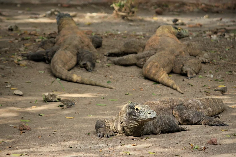 Several Komodo dragons rest on the sandy ground in the shade at Komodo National Park.