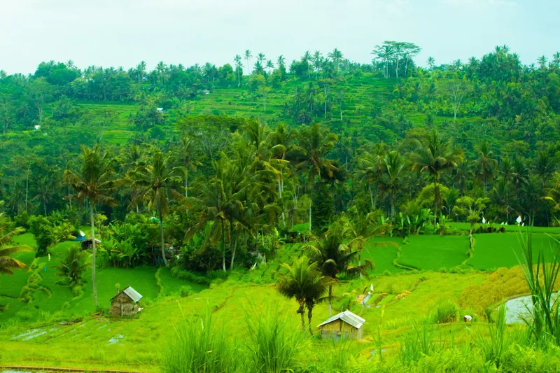 Lush green rice terraces and palm trees fill a valley near Desa Nongan in Bali.