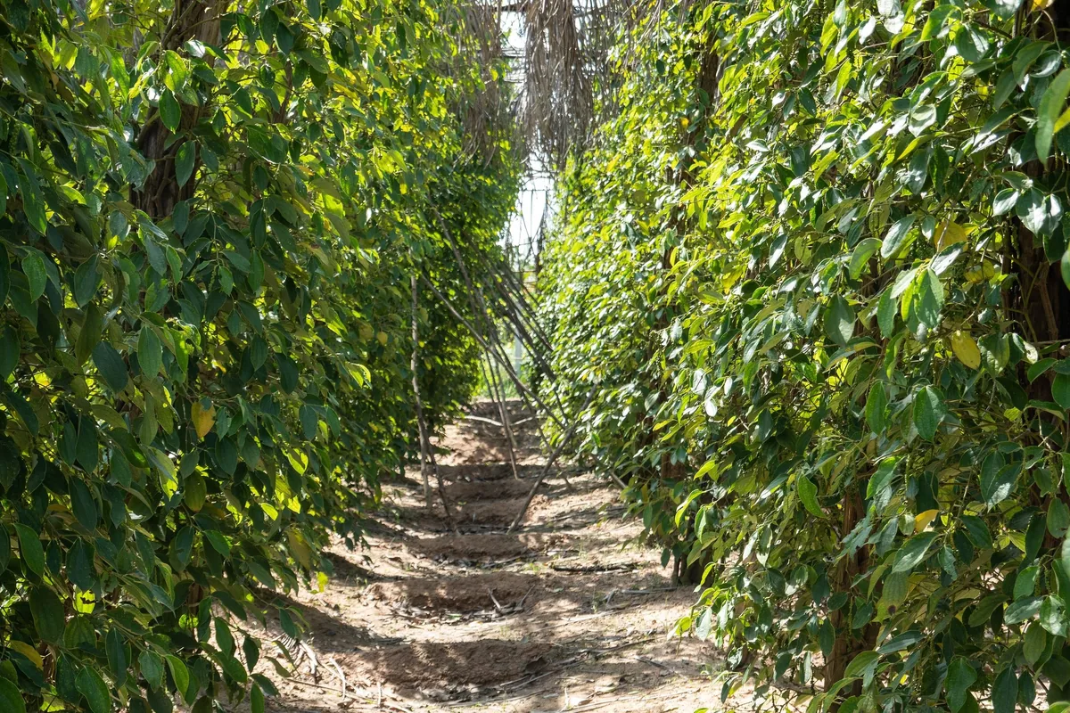 Rows of climbing pepper vines on wooden trellises line a dirt path at a pepper farm in Kampot province.