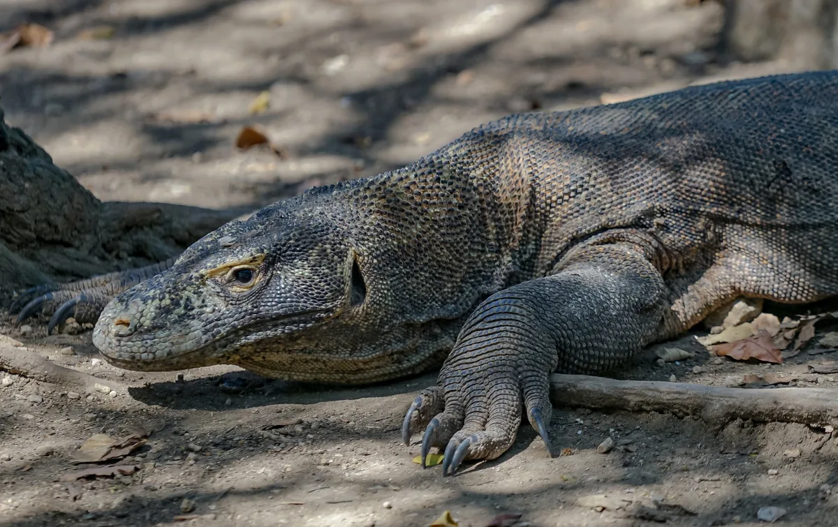 A Komodo dragon rests on the ground in dappled shade in Komodo National Park.