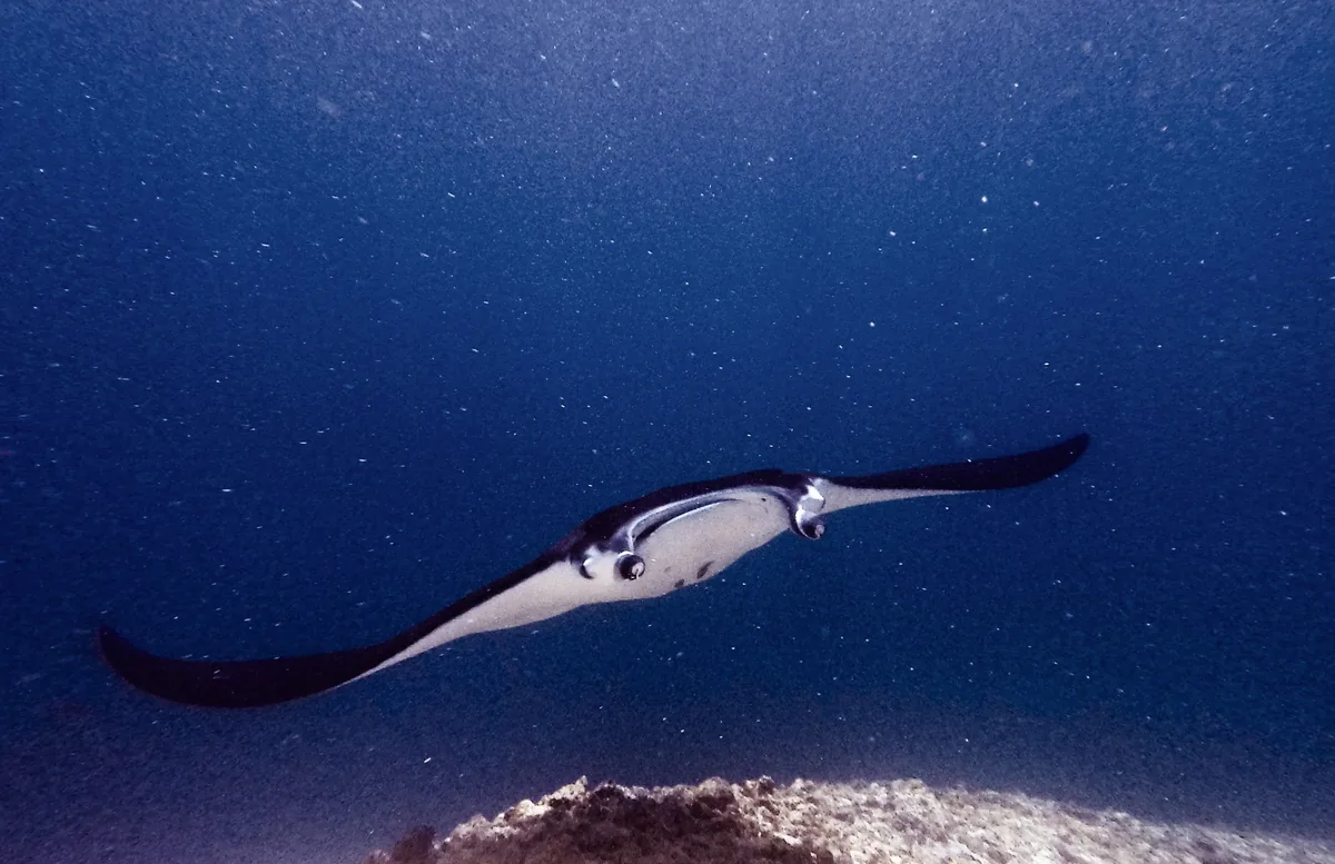 A manta ray glides through deep blue water above a coral reef near Komodo, Labuan Bajo.