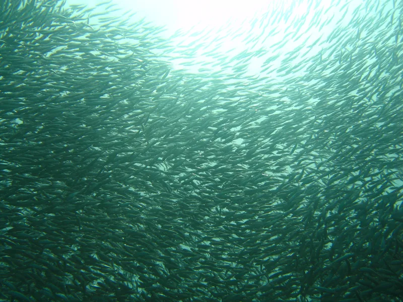A dense school of sardines fills the blue-green water while diving near Cebu and Bohol.