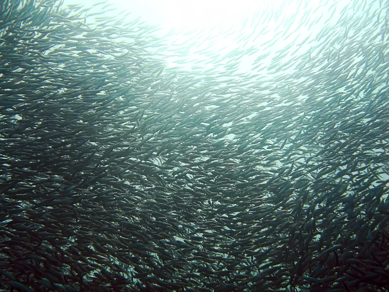 A dense school of sardines swirls underwater near Cebu and Bohol, sunlight filtering through the silver mass.