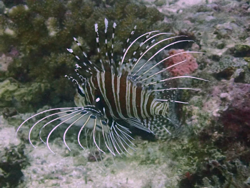 A striped lionfish spreads its fanned fins over a coral reef near Logon, Cebu, Philippines.