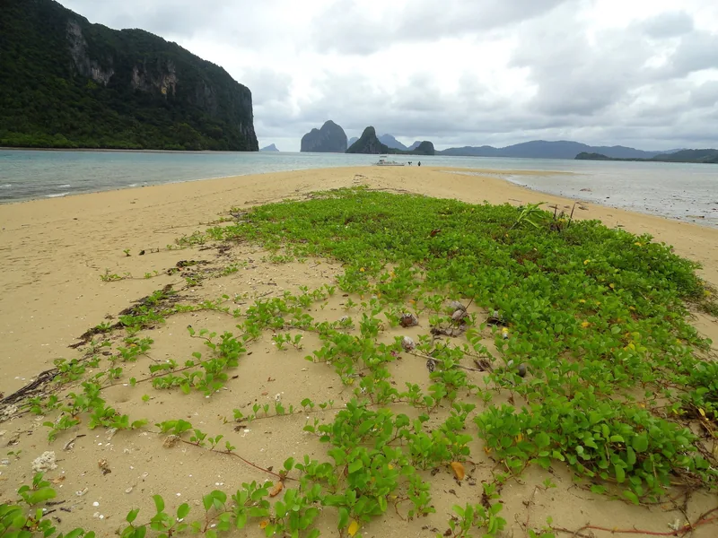 A sandbar covered in creeping green vines stretches between limestone karst islands near El Nido, Palawan.