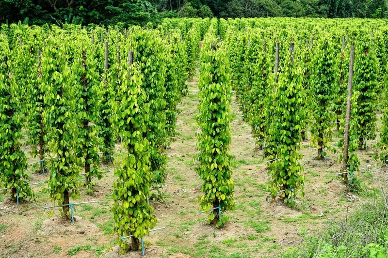 Rows of pepper vines climb wooden poles on a farm in Phu Quoc.
