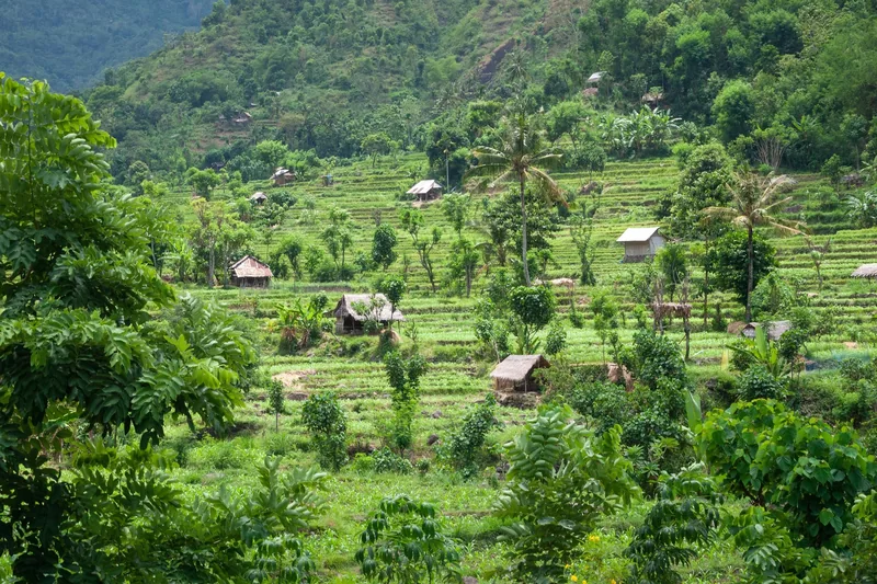 Terraced fields with small thatched huts spread across a green hillside in east Bali.