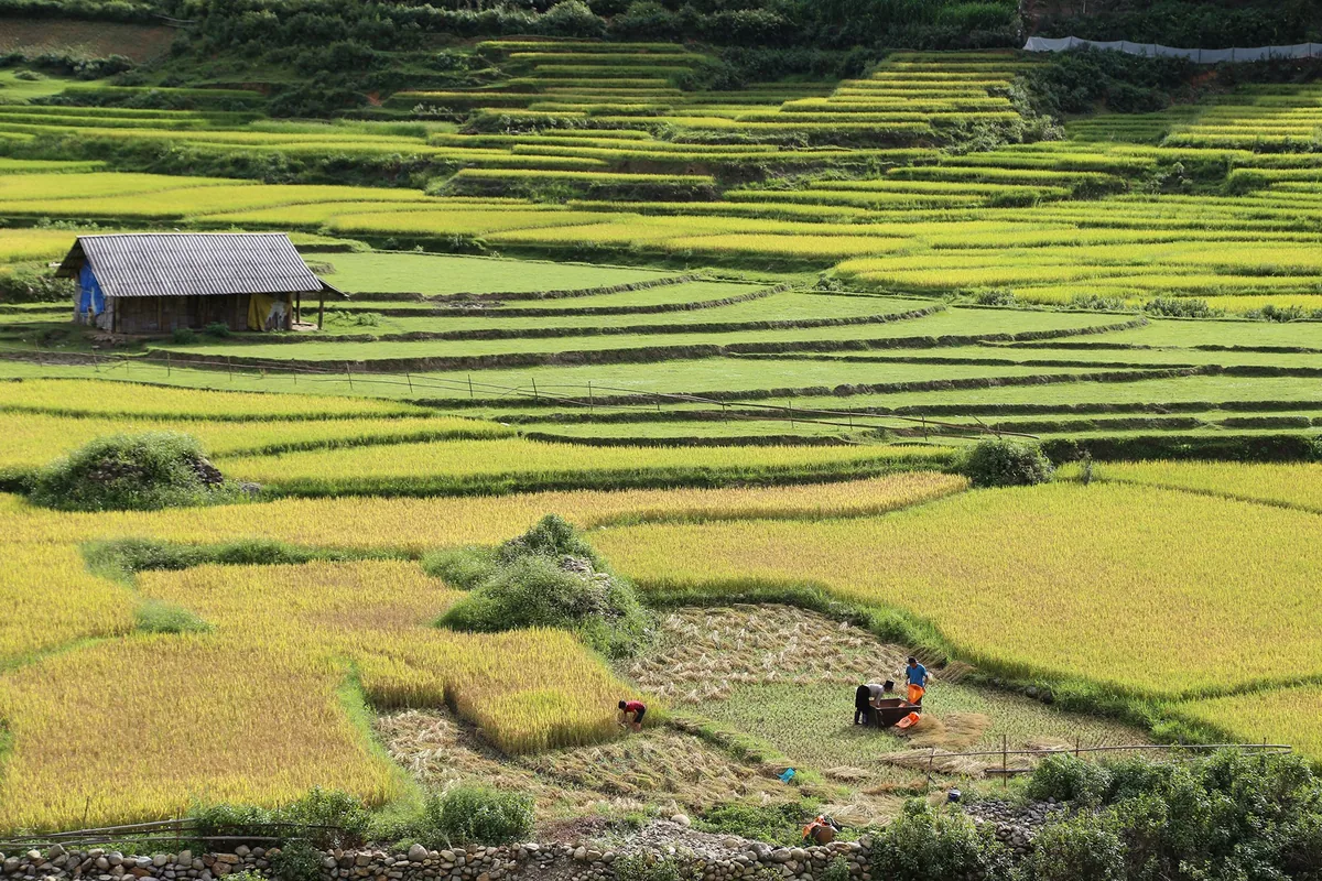 Farmers harvest golden rice terraces beside a wooden house in Y Ty, Sapa, Lao Cai.
