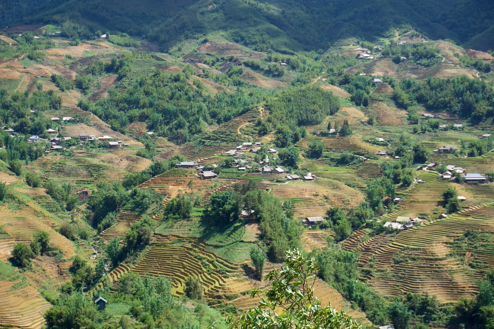 Terraced rice fields cascade across the mountainous valley of Sapa, dotted with small hillside houses.