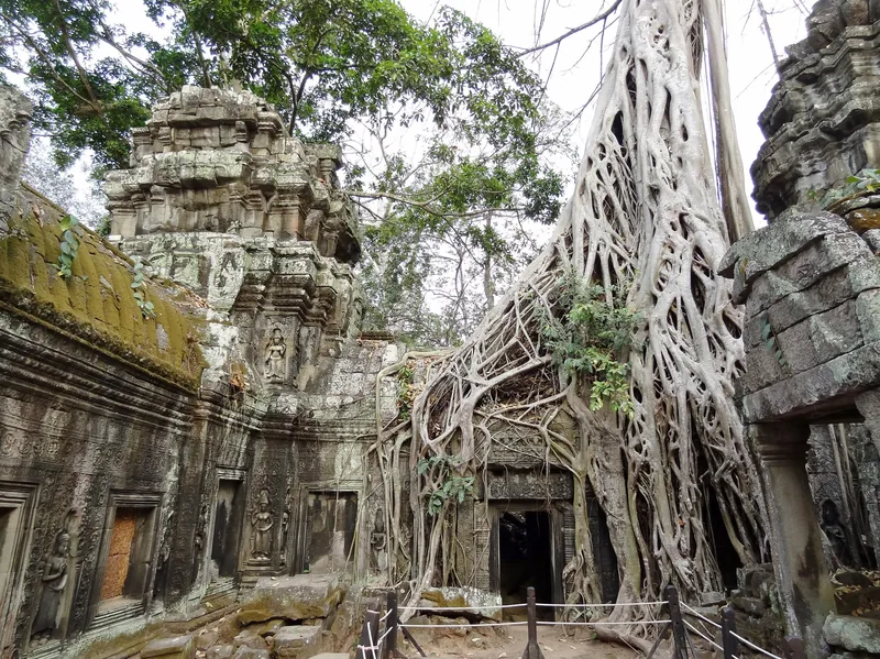 Massive tree roots engulf the ancient stone towers of Ta Prohm temple near Siem Reap.