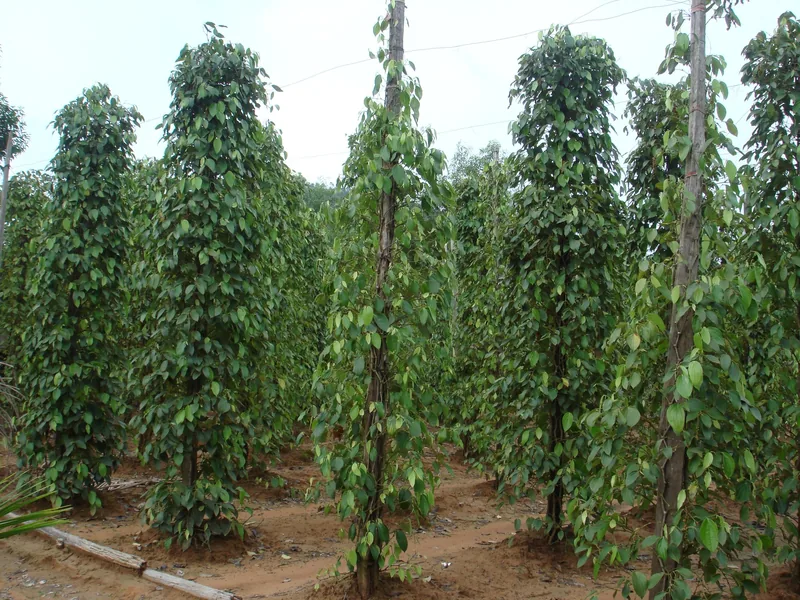 Rows of pepper vines climbing wooden poles on a plantation in Phu Quoc.
